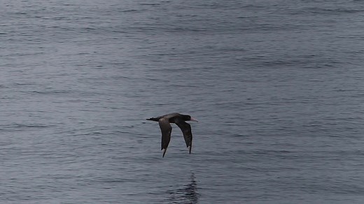 In July 2019 we encountered this Short-tailed Albatross off Karaginsky Island, Sea of Okhotsk (Russia). Any Short-tailed Albatross encounter is good but this one was even better. A close fly-by and some good photos by those onboard Heritage Expeditions vessel revealed that it wasn't carrying any rings. Knowing a little about the work being undertaken on STA on Torishima alarm bells started ringing that this could be from the Senkaku population. Since 1979 attempts have been made to ring all STAs