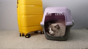 White Cat Animal Carrier Stock Footage Video (100% Royalty-free) 3663173401 | Shutterstock