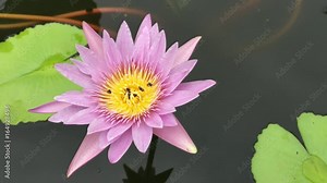 Honey bee collects pollen showing its pollen baskets and flies away on lotus flower in the pond. File as shot, cine-like dynamic range, ungraded.