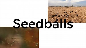 "You have people throwing 100,000 seeds out of a helicopter, others designing a way for a camel to drop seeds on their journeys, to Hindu temples going on their planting routes," says SeedballsKenya Co-founder Teddy Kinyanjui. "It's interesting to see very different ends of the tree growing movement come together to address these cross-cutting environmental issues." We caught up with the #indexaward2019 finalists to hear about their incredible progress, from international features on CNN to insp