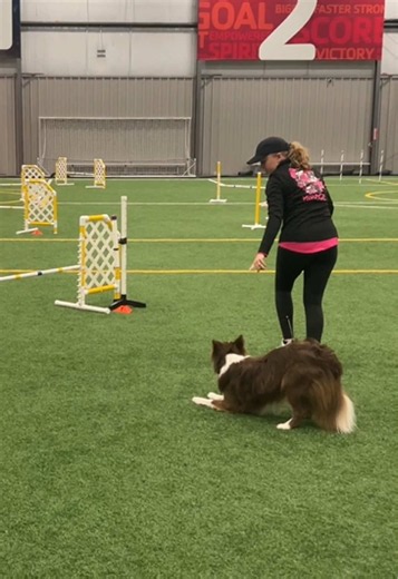 First Place JWW Agility Win with Border Collie