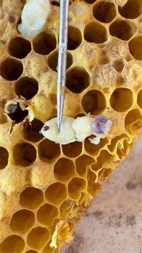 Urban Bee Education- Bee Education and Pollinator Conservation on Instagram: "Drone trapping = fewer varroa, happier bees One of my favorite low-tech tools for mite control is drone trapping. Varroa mites love drone brood (longer capped time = more babies for them ), so we let the bees draw drone comb… then remove it before the drones emerge. Result? ✔️ Fewer mites in the hive ✔️ Less pressure on workers & queens ✔️ A chemical-light way to support colony health It’s all about working with bee bi