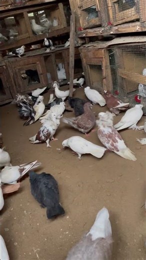 Pigeons different breeds #pigeon #birds #bird