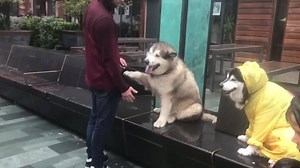 We enter them into a doggy competition to see who wins | Life with malamutes