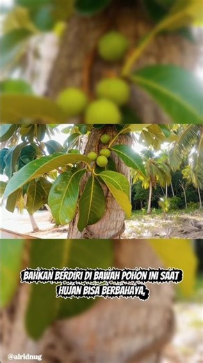 Manchineel Tree: The Most Poisonous Tree in the World! 🌳☠️