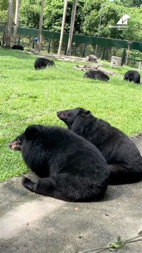 Moments made us think they’re sharing a brain cell 🧠😂🐻 Rescued bears are the best comedians! #Bear #Rescue #Sanctuary #AnimalsAsia #FreeTheFinalBears | Animals Asia