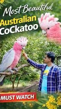 Most Beautiful Galah Pink Grey Parrot 😍 | Smart & Cute Talking Parrot 💗🦜