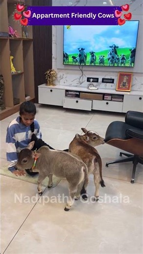 Pet Cows in House This Will Shock You 🤯 Cutest Ever #home #cow #cute #lol #wow #now #vid