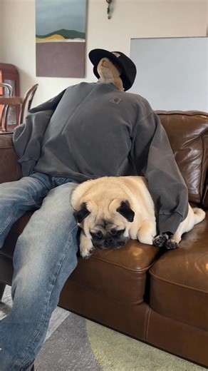 6.8K views · 289 reactions | When you said you hated being home alone, and your parents sent ‘Uncle Joe’… who’s been suspiciously quiet all day •⁣⁣⁣⁣⁣⁣⁣⁣⁣⁣⁣⁣⁣⁣⁣⁣⁣⁣⁣⁣⁣⁣⁣⁣⁣⁣⁣⁣⁣⁣⁣⁣⁣⁣⁣⁣⁣⁣⁣⁣⁣⁣  @kaylou2866 #pug #puglife | Pug Lovers | Facebook