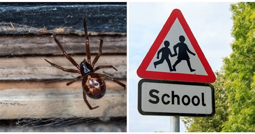 Infestations of false widow spiders reported in number of UK schools - Netmums