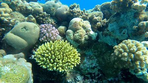 2.2K views · 81 reactions | The reefs in Egypt’s Red Sea are home to “super coral” which has the unique ability to withstand rising sea temperatures. But an investigation has found its survival is being threatened by toxic wastewater from an oil plant. https://bbc.in/3E8Acec | BBC World Service | Facebook