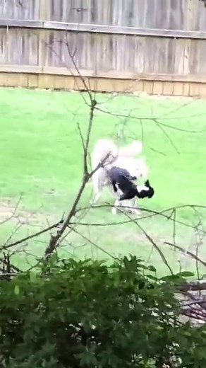 Apareamiento de Perros Gigantes - Perro Grande se Aparea con Perra Pequeña