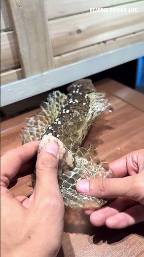 ASMR Help Pinecone Lizard Skin Off Shedding 🦎 #reptiles #lizard #shedding #lizardskinpeeling