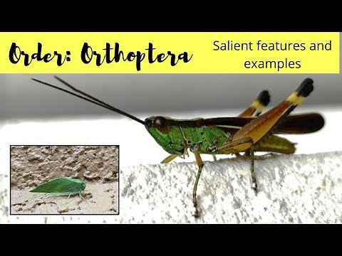 Order Orthoptera - Salient features and examples
