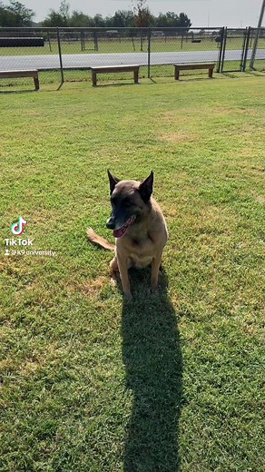 134 reactions | Did someone say boot camp? Celeste thinks these rookies need to go back home! | K9 University | Facebook
