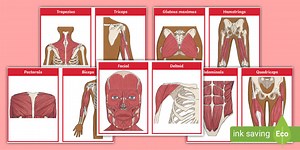 Muscle Flashcards