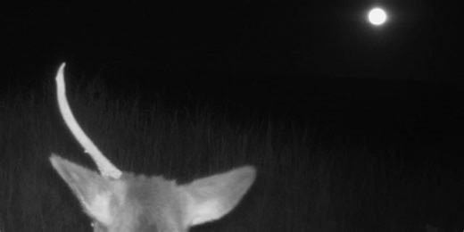 Full Moon brings out 'unicorn' in Arizona national park