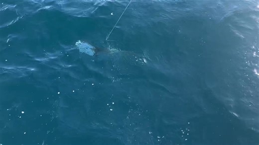 ☆本日の午後ショート便釣果速報！☆ 〜ブリジギング専門で毎日出港🌸〜 こんにちは！ 北海道積丹遊漁船REDMOON-レッドムーン-、YOSUKEです😃 到着早々ファーストヒット！ おめでとう御座います㊗️🎊 今シーズンは11月末まで営業予定！ 来シーズン2026年回数券も 御予約受付開始😊 シェアも可能ですので是非ご利用下さい👌 ※斜路の積雪や路面状況により今シーズンの営業終了時期は異なります。 シケが多く予報が変わりやすい時期ですが 大型の戻りブリが狙える季節到来！ 出港出来れば丸々太った戻りブリの チャンス大🔥 10キロオーバー狙って出港致します❗️ 少ないチャンスを活かせるよう タックルチェックはしっかり👌 初めての方もレンタルタックルを ご用意しておりますので 是非チャレンジしてみて下さい👍 チャーターでの御予約も受付中🙆‍♂️ ご予約：090-2692-8585 LINE ID：shakotan.redmoon 遊漁船・旅館積丹ベース共通 佐藤まで ※毎日19時受付終了(御予約は年中無休) —————————————— 🌸11月予約状況🌸 11/10(月