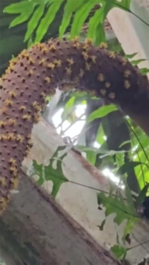 coconut tree natural men and women nature#trending #hitsong #