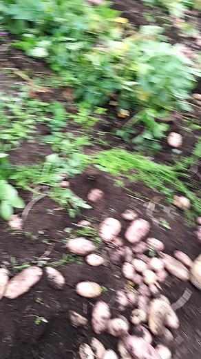 Terry mwangi (@terry.mwangi06)’s videos with original sound - Ka_auntie