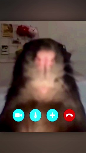 The Hilarious Phone Call with a Rat