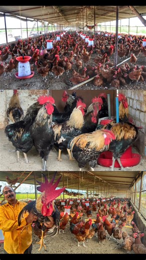2.8M views · 48K reactions | 40 साल से कर रहे है Desi Poultry Farming | Desi Poultry Farming Business Plan | Desi Murgi Palan#desipoultry #desipoultryfarming #desipoultrybusiness #poultryfarming #poultryfarm #poultry | Sandhu Agrofarm | Facebook