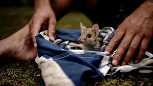 How a native species returned to fulfil their purpose. | Beautiful News