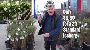 48K views · 89 reactions | Hello Hello, this is your last chance to get Beautiful Bare-Rooted Standard Icebergs starting from only $9.90ea! This is the cheapest price ever!! 3ft Standards and coloured varieties available too. Hurry and get yours now, as they will be more than double the price in Spring. Order yours now! Call: (03) 9359 3331 Visit: 1477 Sydney Rd Campbellfield Shop: www.hellohelloplants.com.au | Hello Hello Plants & Garden Supplies | Facebook