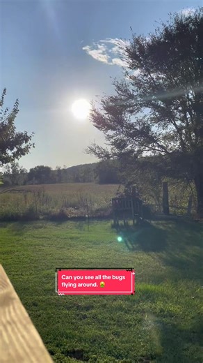 Mosquito Festival: A Small Town's Unique Celebration