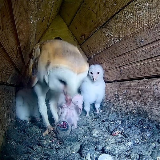 359K views · 7.6K reactions | A really clear view of 3 of the owlets, with the fourth tucked safely behind the female! 黎 So hard to get all 4 in one shot!! 藍 | Laurels Wood | Facebook