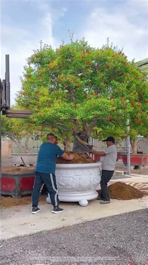 Forklift Transplant of a 50-Year-Old Pomegranate Bonsai - The Right Way to Repot Large Trees