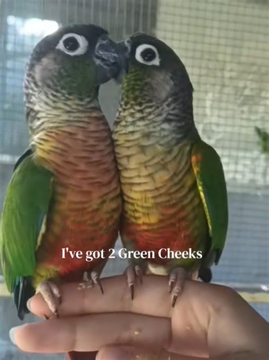 Can't decide ... #parrots #conures #greencheekconure #aratinga