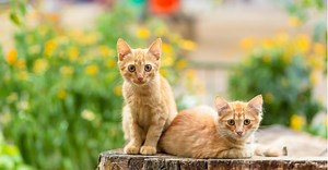 Orange Kitten Names