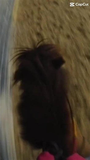 Trot to canter!! (1 out of 2 GoPro video…)