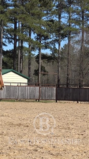 23K views · 465 reactions | That is what the snaffle bit is for #b1 #beone #es20 #RespectTheCode #fuelforlegendaryhorses #6666equinesupplements | B1 Horsemanship | Facebook