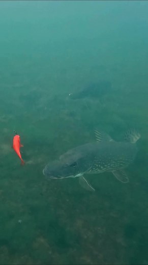 Pike Feeding Behavior: Do They Eat Goldfish?