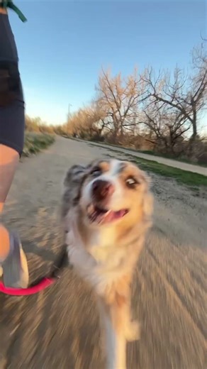 running with Phoebe! #running #australianshepherd