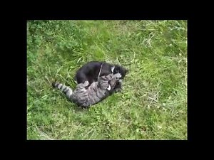 cat fight crazy fighting cats cats hissing at humans compilation video