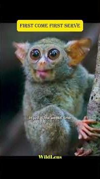 Why Tarsiers Prime Their Ears Before Hunting #animals #wildlife