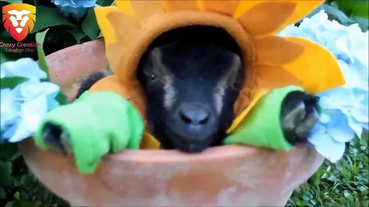 Most Funny and Cute Baby Goat Videos Compilation