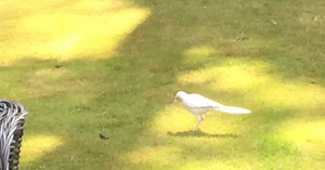 A rare 'one in a million' albino magpie is living in a Croydon garden