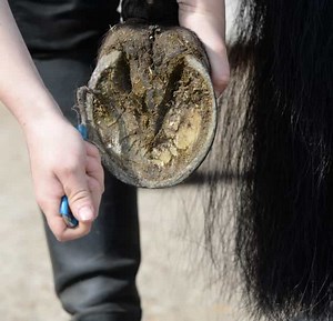 Help! Why Has My Farrier Found Maggots in My Horse's Feet?