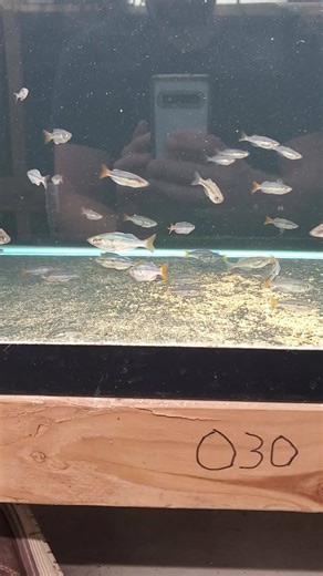 13 reactions | This RAINBOWFISH is New, Beautiful, & Small. Check 'em out here: https://dansfish.com/product.detail/4319/Rainbowfish-Rainbowfish-Melanotaenia-sp.-%22Kali-Tawa%22-(A-Holy-Grail-for-Rainbowfish-Fans) | Dans Fish | Facebook