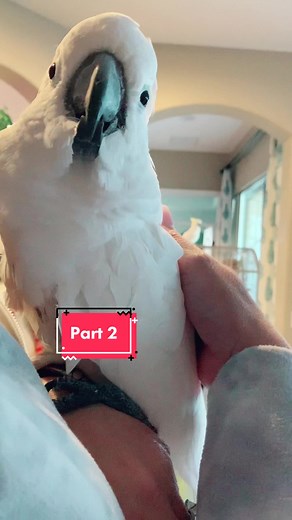 Mellow The Cockatoo & Friends on TikTok