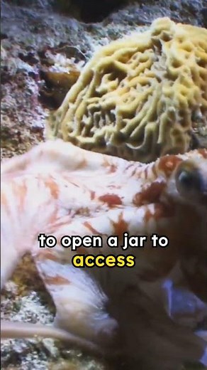 octopus problem solving abilities 1/2