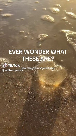 Discover the Magical World of Moon Snail Egg Sacs