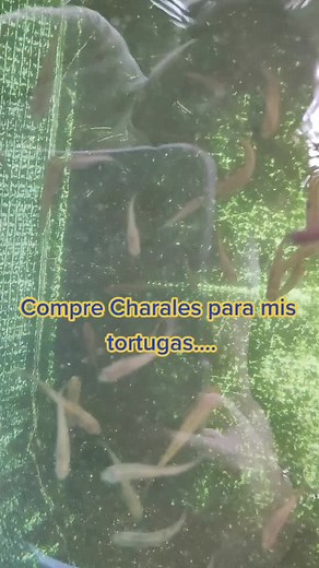Alimentando a tus tortugas con charales: Guía completa