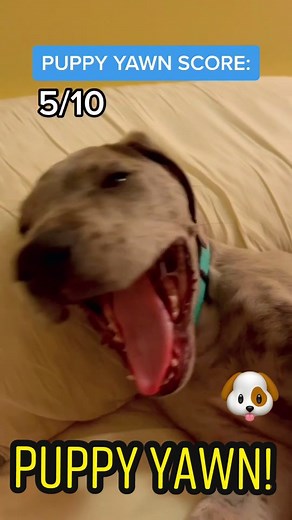 Meet Pickle, the 8 Week Old Great Dane Puppy