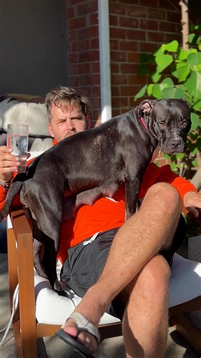 1.7M views · 76K reactions | Couple brings home a pittie mama and her 8 puppies ❤️ We talked to Thom about how hard it is to say goodbye to each dog they foster, and why they keep doing it all over again! Check out Wallis Annenberg PetSpace's amazing work on Instagram: thedo.do/AnnenbergPetSpace & TikTok: thedo.do/annenbergpetspace. Keep up with Thom & Alicia's rescue adventures on Instagram: thedo.do/thomohawk & thedo.do/aliciaurizar. | The Dodo | Facebook