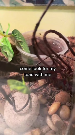 Discovering Toads in Your Backyard: Tips and Tricks